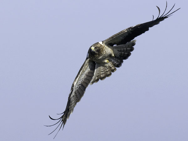 Pikkukotka, Booted Eagle, Aquila pennata