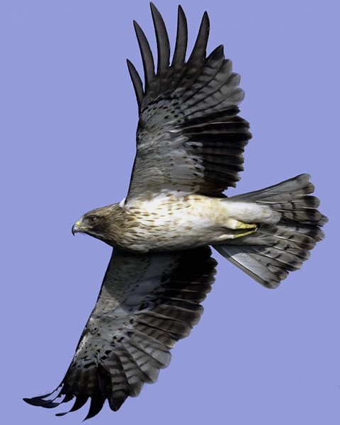 Pikkukotka, Booted Eagle, Aquila pennata