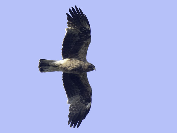Pikkukotka, Booted Eagle, Aquila pennata