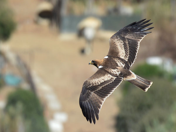 Pikkukotka, Booted Eagle, Aquila pennata