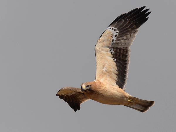 Pikkukotka, Booted Eagle, Aquila pennata