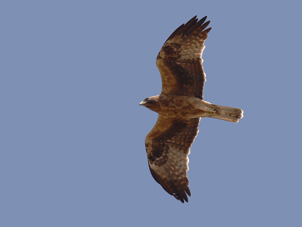 Pikkukotka, Booted Eagle, Aquila pennata