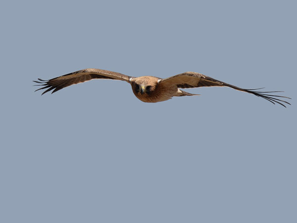 Pikkukotka, Booted Eagle, Aquila pennata