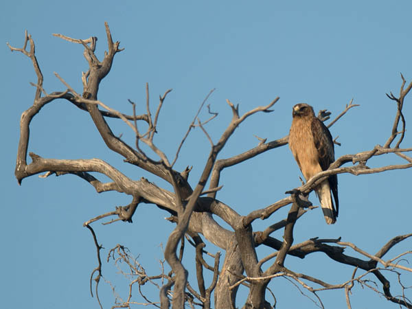 Pikkukotka, Booted Eagle, Aquila pennata