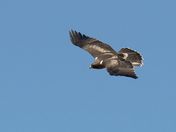 Pikkukotka, Booted Eagle, Aquila pennata