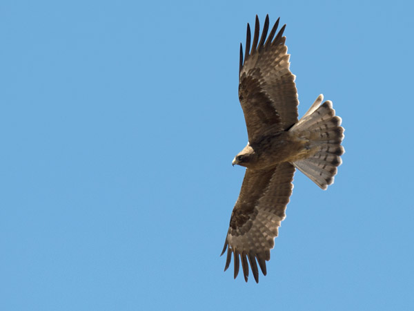 Pikkukotka, Booted Eagle, Aquila pennata