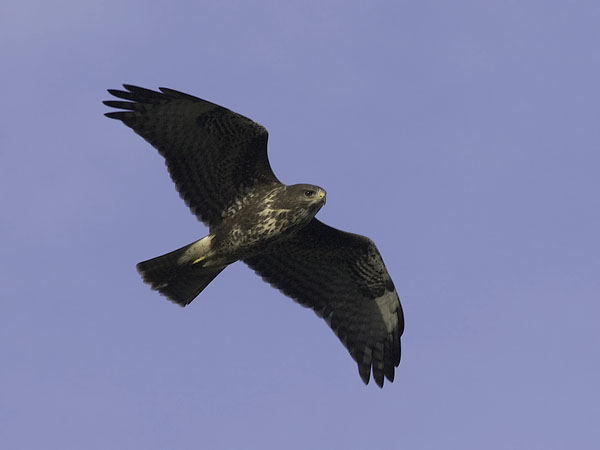 Hiirihaukka, Common Buzzard, Buteo buteo