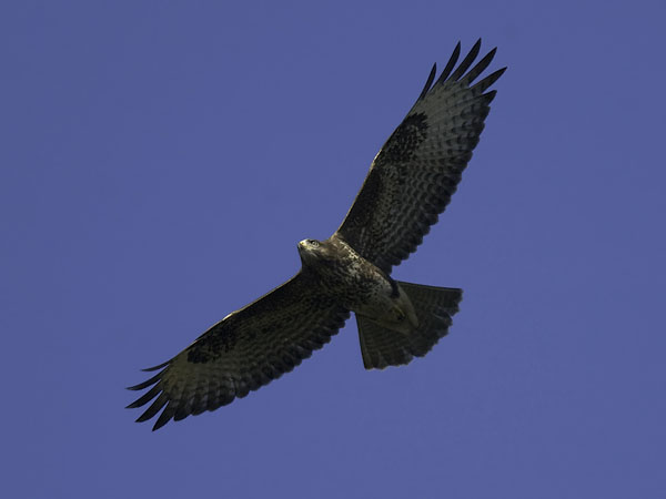 Hiirihaukka, Common Buzzard, Buteo buteo