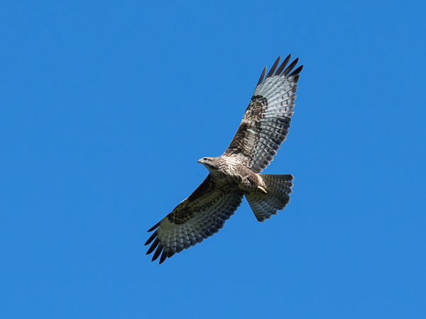 Hiirihaukka, Common Buzzard, Buteo buteo