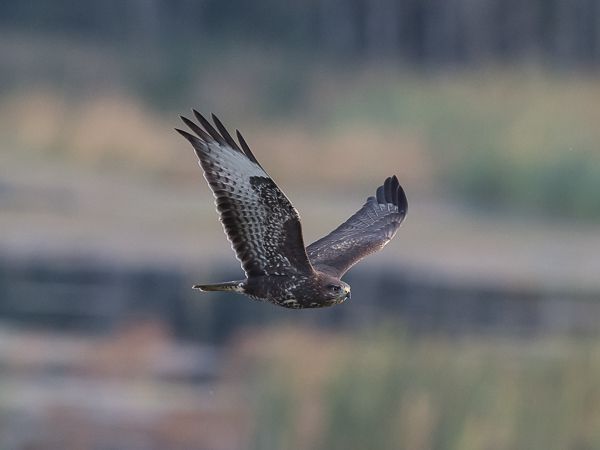 Hiirihaukka, Common Buzzard, Buteo buteo