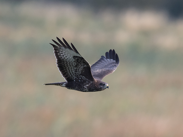 Hiirihaukka, Common Buzzard, Buteo buteo