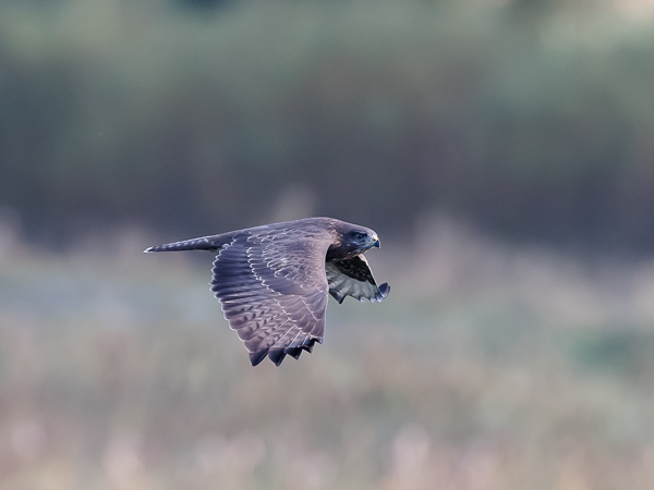Hiirihaukka, Common Buzzard, Buteo buteo