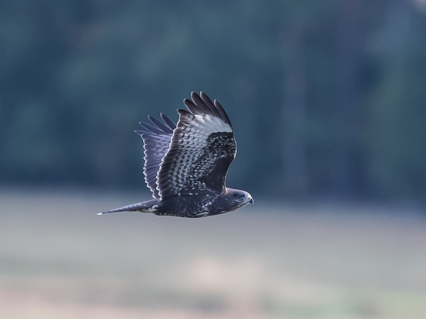 Hiirihaukka, Common Buzzard, Buteo buteo