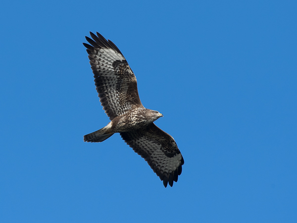 Hiirihaukka, Common Buzzard, Buteo buteo