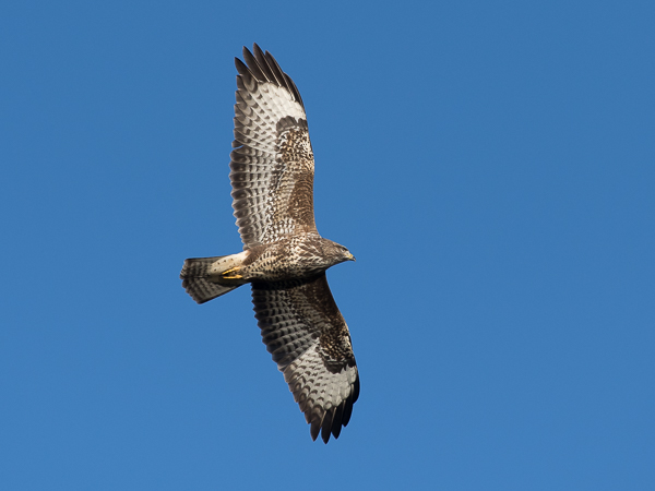 Hiirihaukka, Common Buzzard, Buteo buteo