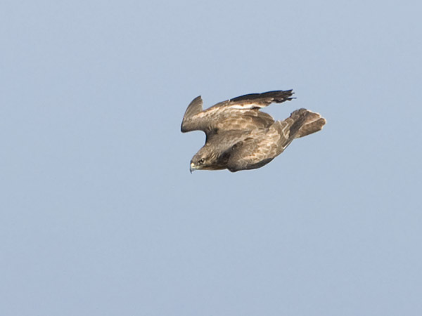Hiirihaukka, Common Buzzard, Buteo buteo