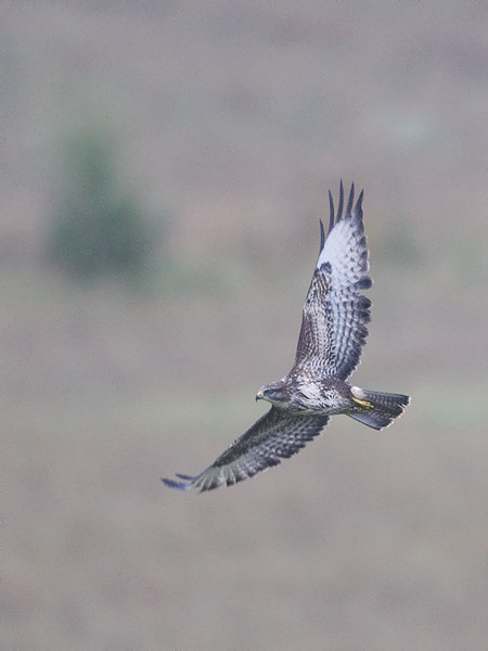 Hiirihaukka, Common Buzzard, Buteo buteo