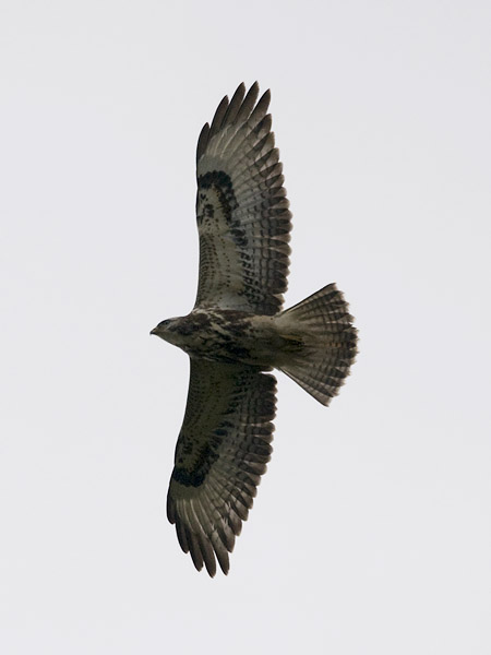 Hiirihaukka, Common Buzzard, Buteo buteo
