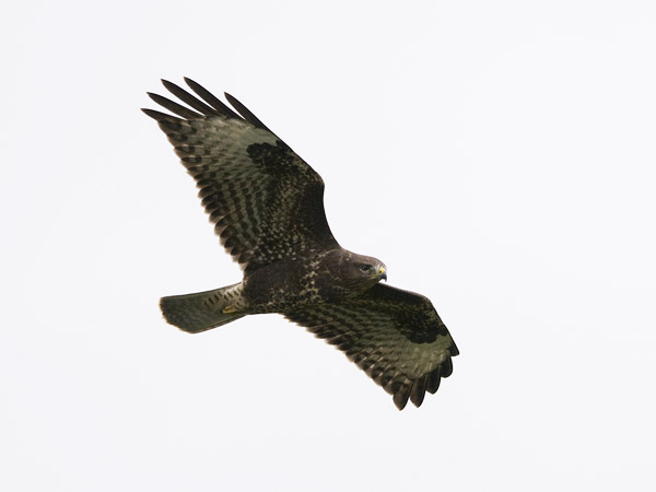 Hiirihaukka, Common Buzzard, Buteo buteo