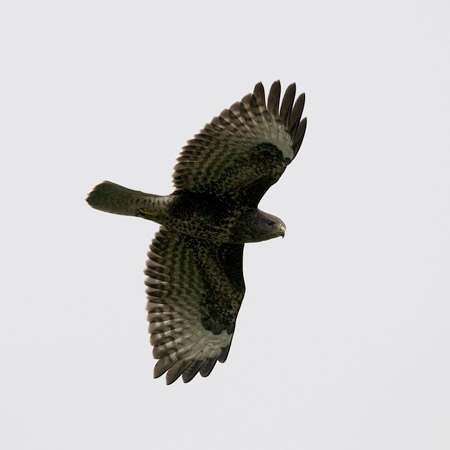 Hiirihaukka, Common Buzzard, Buteo buteo
