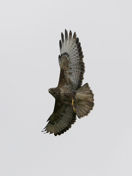 Hiirihaukka, Common Buzzard, Buteo buteo