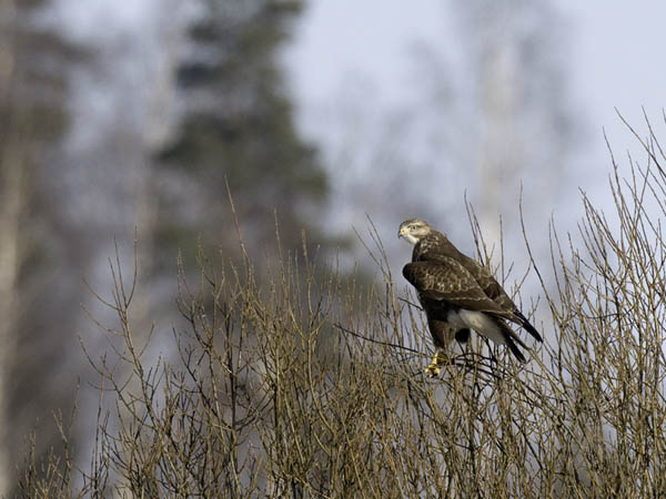 Hiirihaukka, Common Buzzard, Buteo buteo