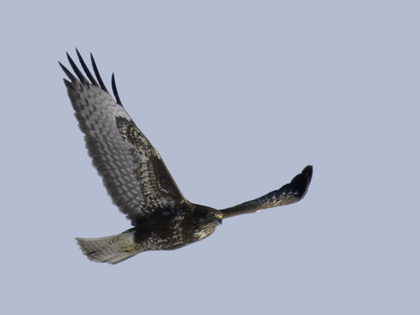 Hiirihaukka, Common Buzzard, Buteo buteo