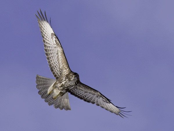 Hiirihaukka, Common Buzzard, Buteo buteo