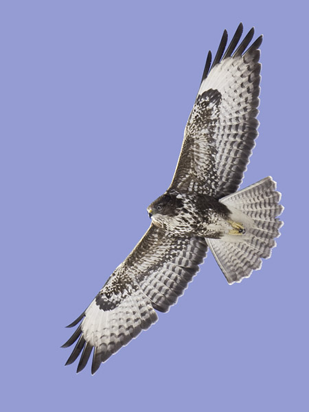 Hiirihaukka, Common Buzzard, Buteo buteo