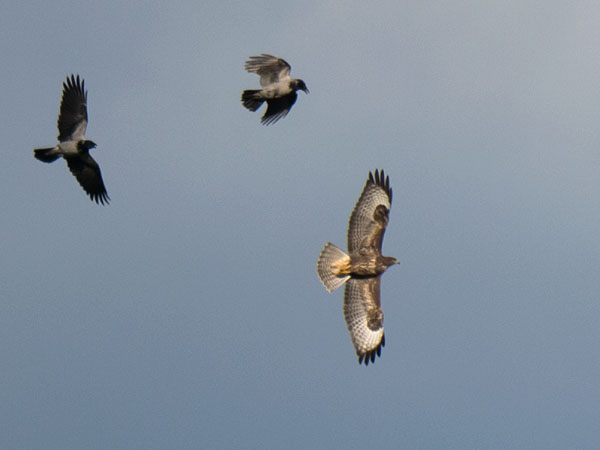 Hiirihaukka, Common Buzzard, Buteo buteo