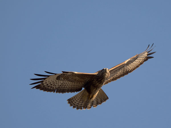 Hiirihaukka, Common Buzzard, Buteo buteo
