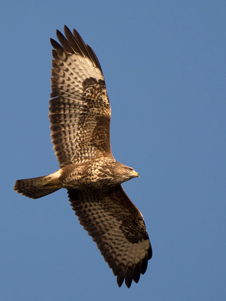 Hiirihaukka, Common Buzzard, Buteo buteo