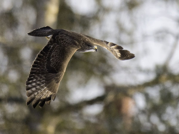 Hiirihaukka, Common Buzzard, Buteo buteo