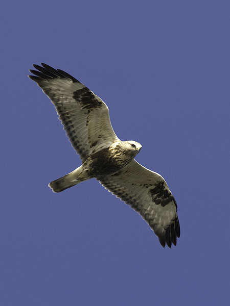 Piekana, Rough-legged Buzzard, Buteo lagopus