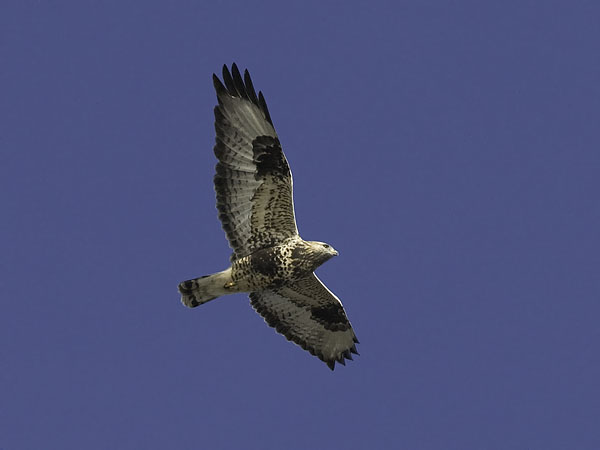 Piekana, Rough-legged Buzzard, Buteo lagopus