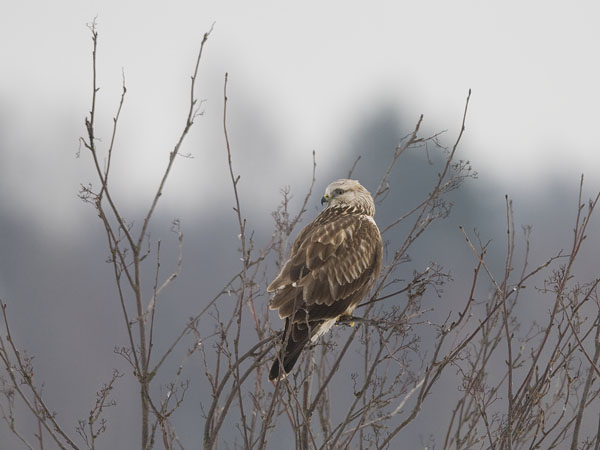 Piekana, Rough-legged Buzzard, Buteo lagopus