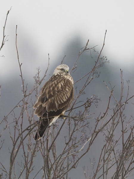 Piekana, Rough-legged Buzzard, Buteo lagopus