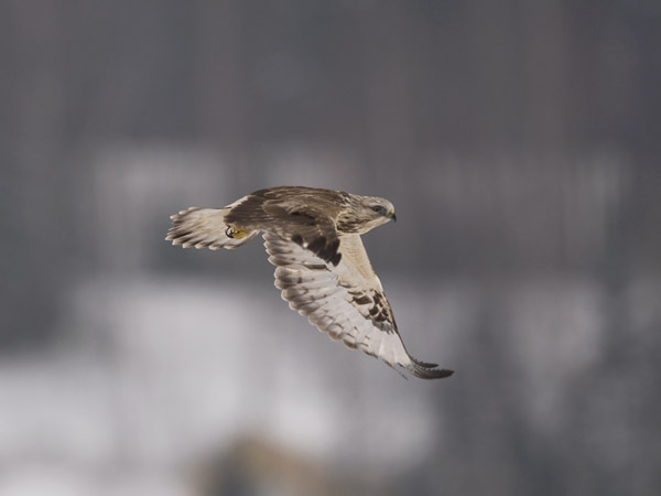 Piekana, Rough-legged Buzzard, Buteo lagopus