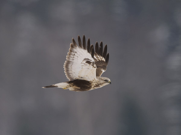 Piekana, Rough-legged Buzzard, Buteo lagopus