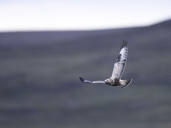 Piekana, Rough-legged Buzzard, Buteo lagopus