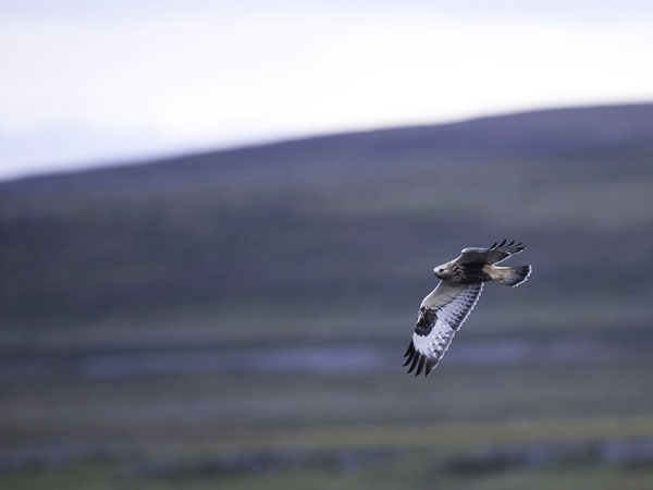 Piekana, Rough-legged Buzzard, Buteo lagopus