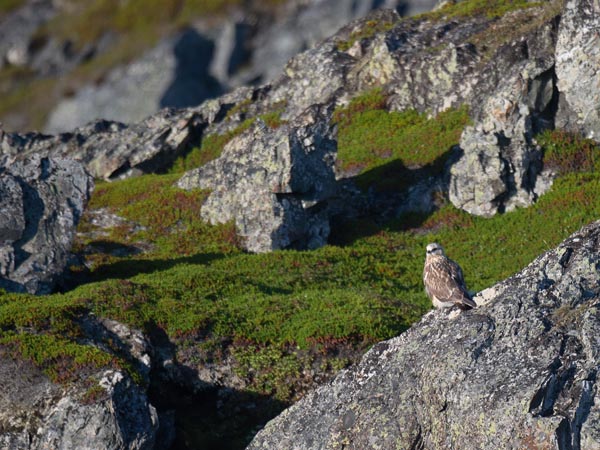 Piekana, Rough-legged Buzzard, Buteo lagopus