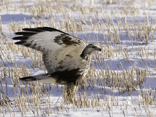 Piekana, Rough-legged Buzzard, Buteo lagopus