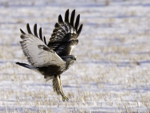 Piekana, Rough-legged Buzzard, Buteo lagopus