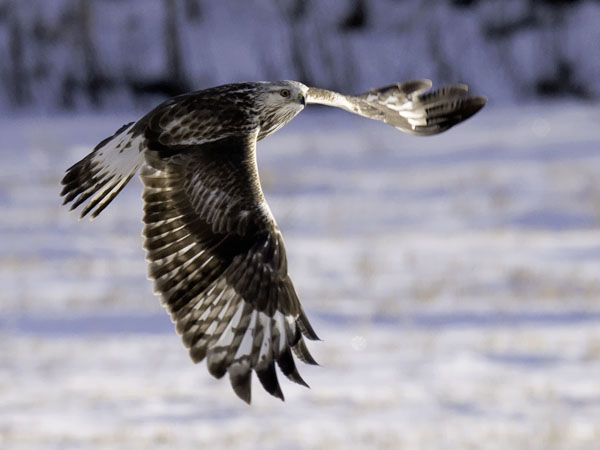 Piekana, Rough-legged Buzzard, Buteo lagopus