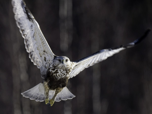 Piekana, Rough-legged Buzzard, Buteo lagopus