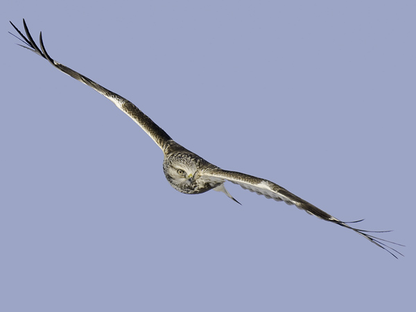 Piekana, Rough-legged Buzzard, Buteo lagopus