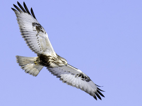 Piekana, Rough-legged Buzzard, Buteo lagopus