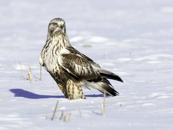 Piekana, Rough-legged Buzzard, Buteo lagopus