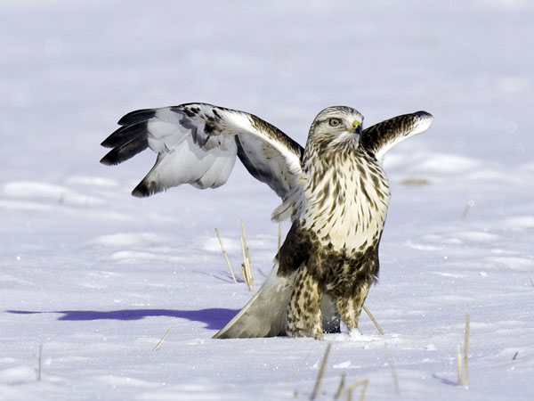 Piekana, Rough-legged Buzzard, Buteo lagopus